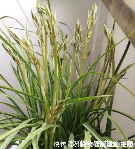 养好蕙兰“四要素”缺一不可，特别记住最后一点，买家没有卖家精