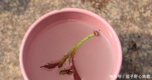 藤本月季长了很多嫩芽,看我这样抹掉嫩芽和嫩芽扦插!