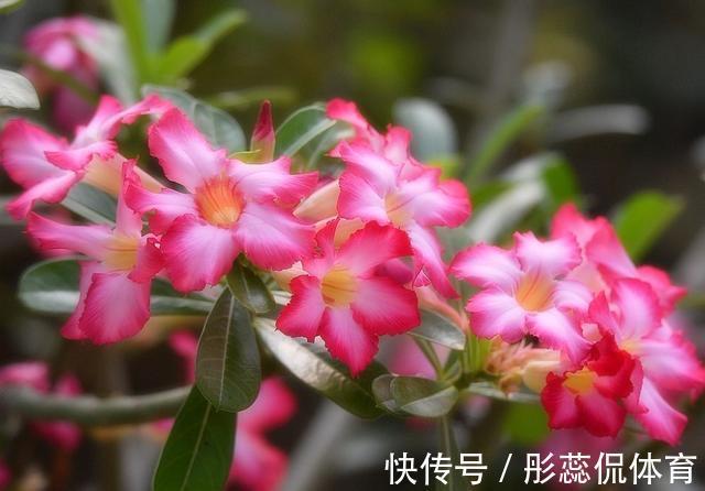沙漠玫瑰沙漠玫瑰|从5月9日开始,养花养个耐看的,枝头窜满花苞,美成小花园