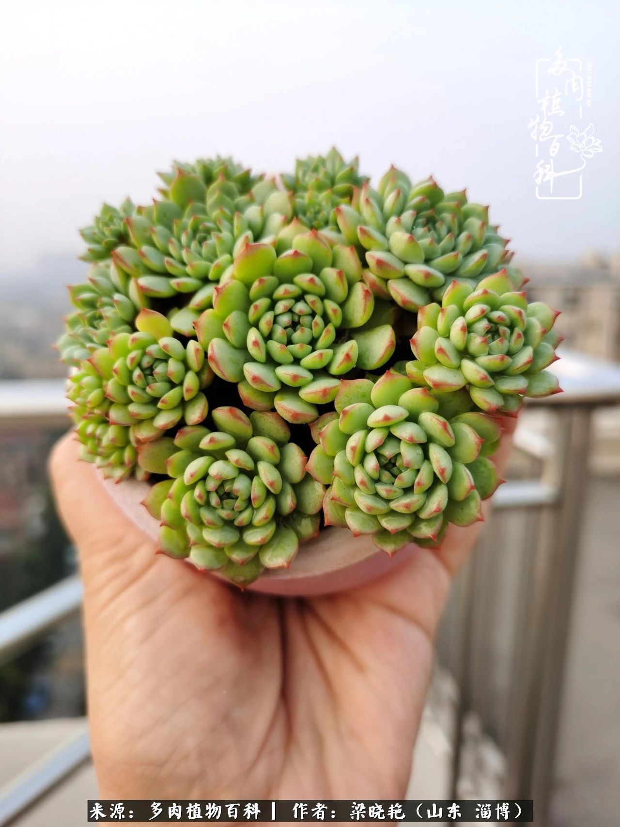 多肉植物|暑往秋来,夏天成了故事,迎来多肉最美的季节!