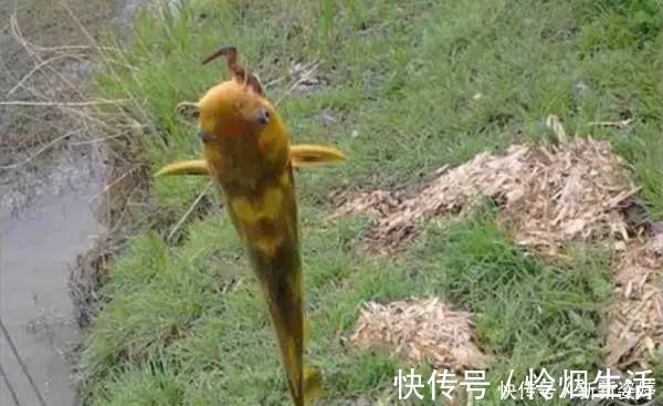 夏季|夏季钓黄颡鱼,这两种钓法很实用,钓法得当,渔获差不了