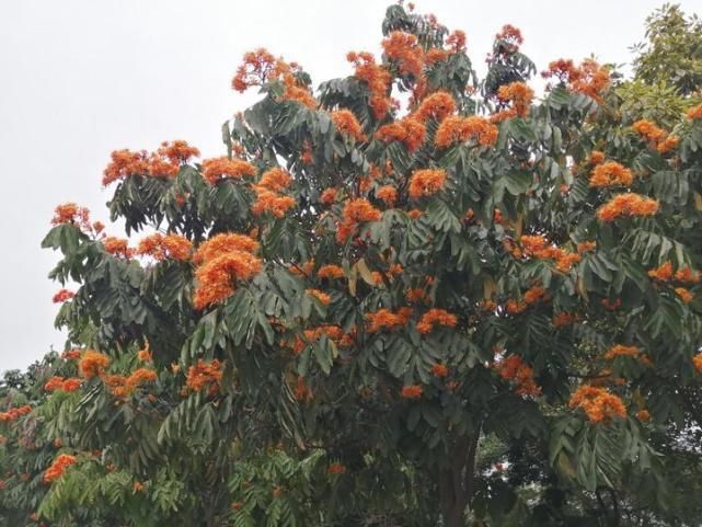 南宁又一条“花路”！听说看了这些花，可以忘却烦恼，无忧无虑哦