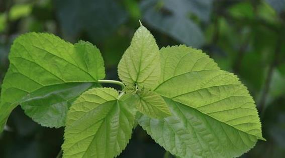 血管紧张素|白发无需染，农村常见的叶子洗头，不出半个月，黑发变回来