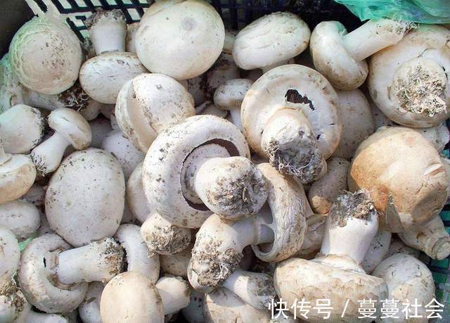 梅姐|唯一含有维生素D的蔬菜，老人小孩要多吃，营养价值高，贵也值得