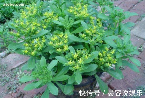 救心菜|家里盆栽一盆这个蔬菜，一年省了买药钱，可以救命的保健蔬菜