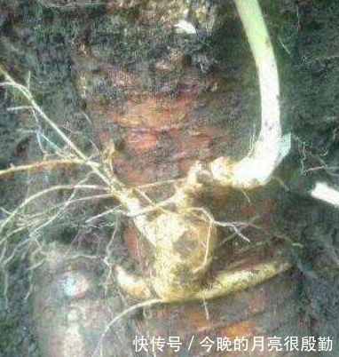 人参|这个人参“不正经”, 偏偏长在树根上, 挖参老人作了难