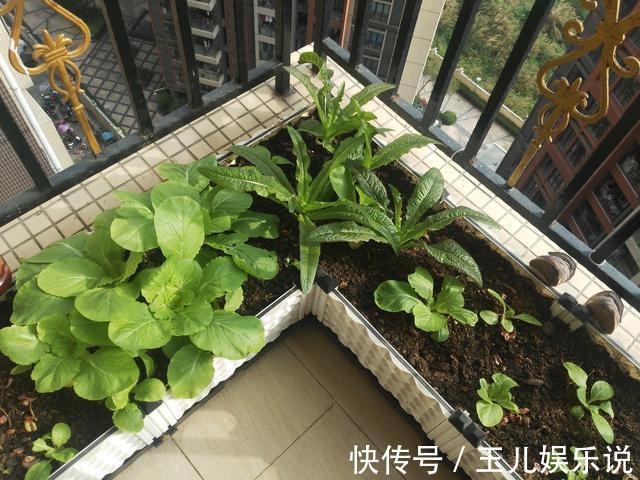 阳台种菜,种3种速生菜,30天就采摘,叶子肥嫩,硕果累累