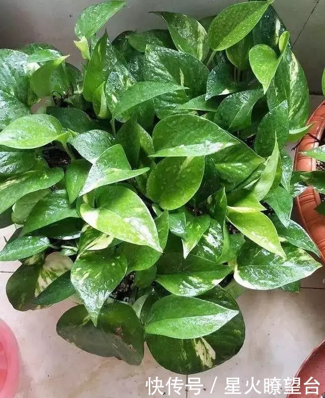 养花盆土板结,一点这玩意扔盆里,盆土肥沃透气,花长得可快了