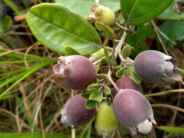 手脚冰凉|一种山上的黑色小野果,拿来泡酒喝,让你手脚不冰凉,头发更黑亮