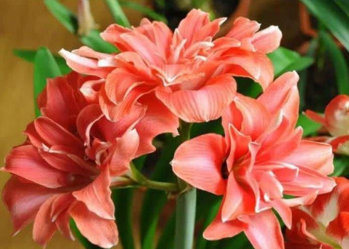 4种花很耐养，沾土就能活，开花就爆盆，不易生病好养护