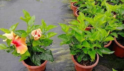 门前养花，选这“4款”就该“贱养”，少管点枝叶旺、开花勤