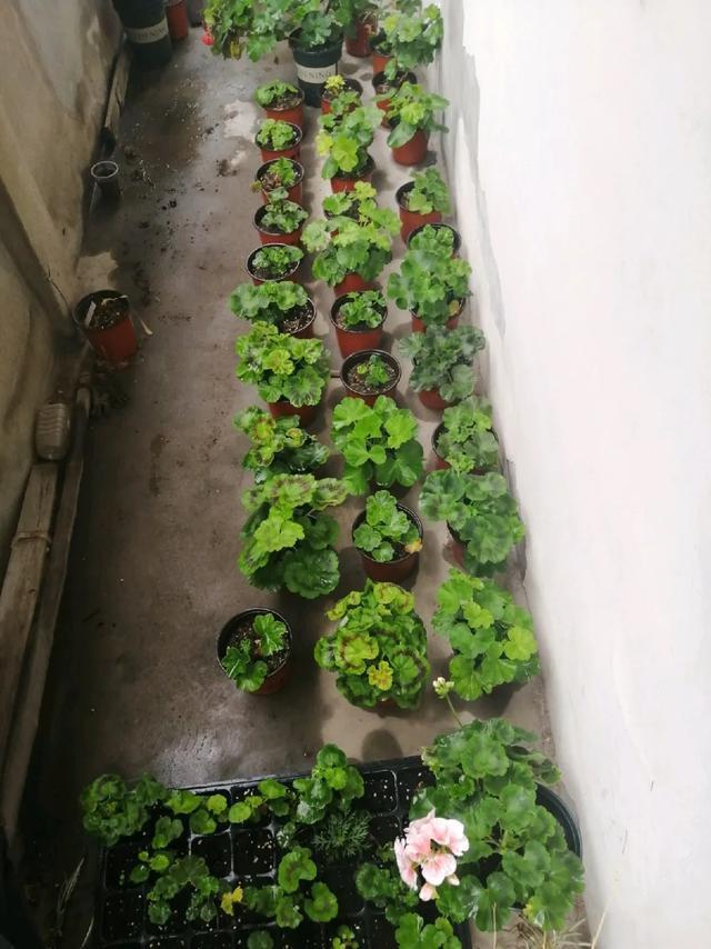 雨水|10种不能淋雨的花，淋完雨就死，盆栽养花注意事项