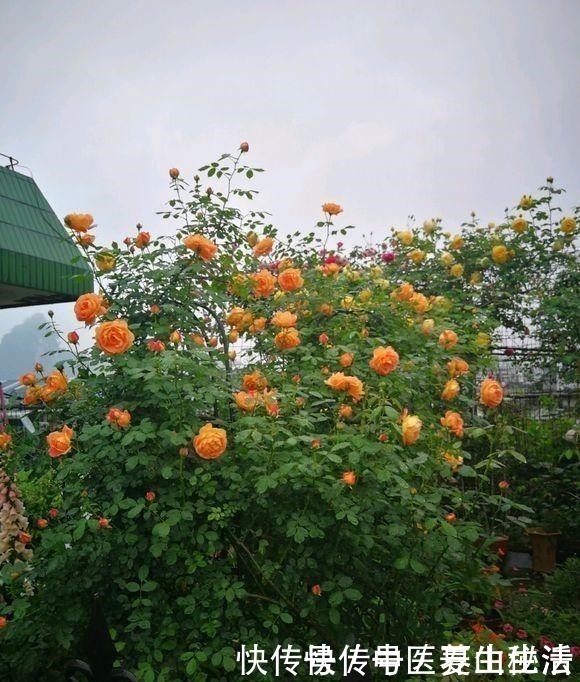 枝条|家庭月季花“剪枝”有窍门,定期修剪枝条,开花才会越开越多!