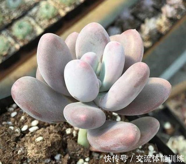 家里有这4种多肉太赚了,不仅皮实好养,还越晒越精神!