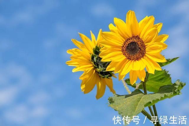 病人|癌症,真的能瞒得住病人吗瞒着好还是不瞒好呢