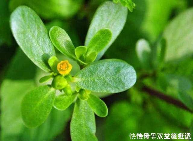 风油精|这2种草没人重视，其实是“止痒草”，比花露水都管用