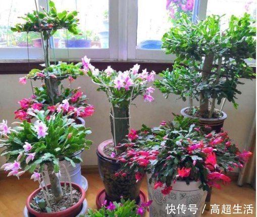 生活环境|养蟹爪兰,盆中插几根木棒,蹭蹭长到爆,花开不断,开成瀑布