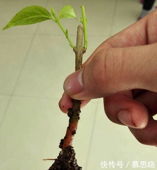 腊梅能扦插吗？成活率提高秘籍