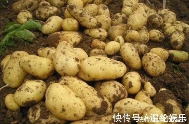 中毒|吃了土豆以后,一定别碰此种食物,不然对身体不利,千万得忌口!