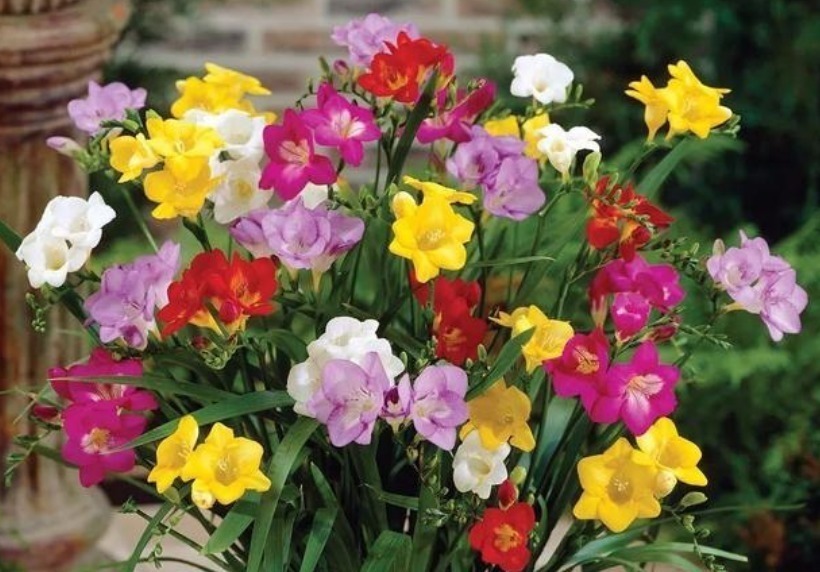 海棠|现在就养“4种花”,花朵开正旺,随手一养就爆盆,开成小花园!