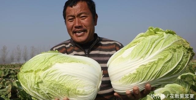  些黑点|白菜上的黑点是什么，到底能不能吃？