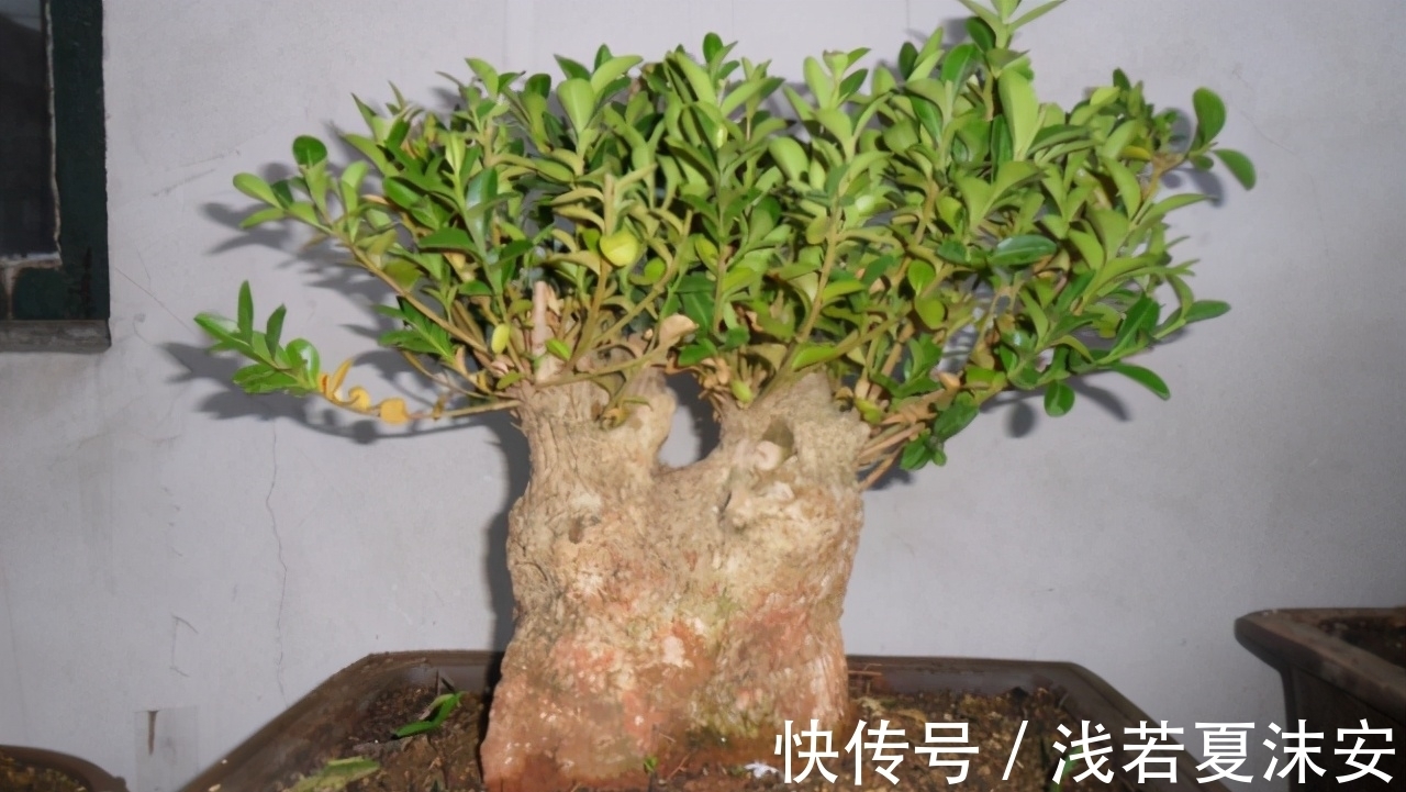 挑战用树桩打造盆景,满足这3要求,个个美如画、增值不少