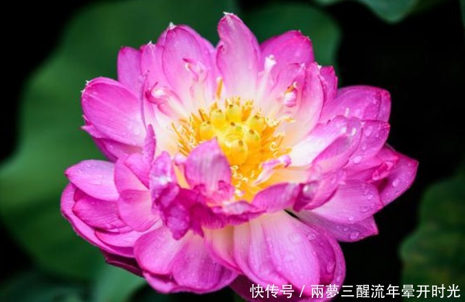 养花就养“4种花”,不怕热、不怕冷,适合新手养,轻松养爆盆!