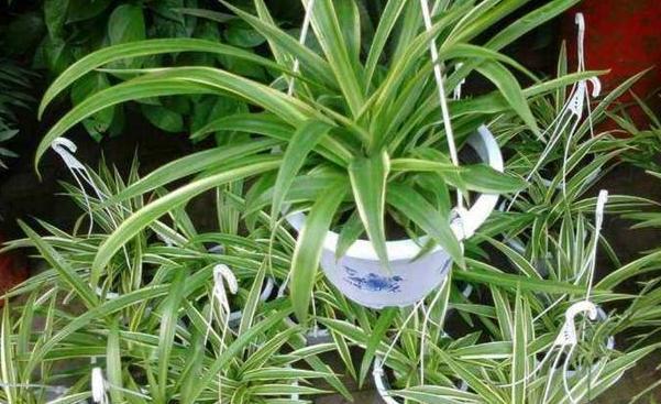 盆栽花草就追加自制肥，乐趣多、好处多，对土质、植物都有益