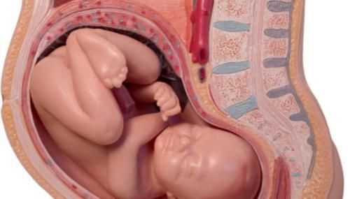 妈妈们|顺产分娩时，胎宝宝是自己爬出来的还是妈妈挤出来的真相暖心