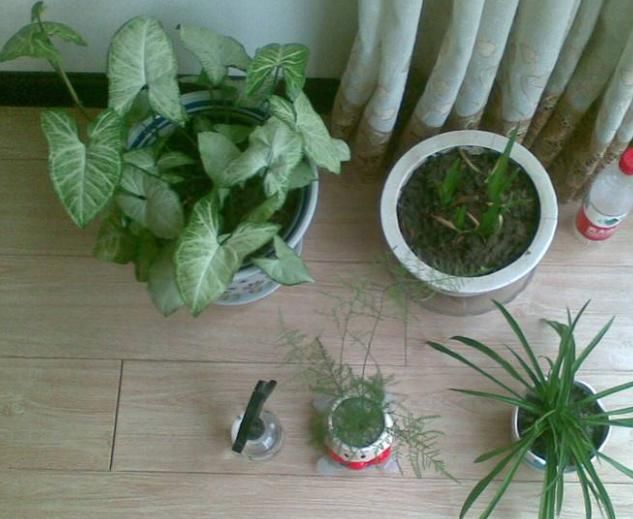 养花时，很多人忽视了“一点”，怪不得养不旺，快学会如此改正