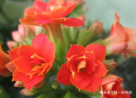 家养长寿花难开花这3个细节掌握好，轻松花开爆满盆