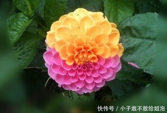 兰花|这些花平常都很难见到呢,关键是很可爱!