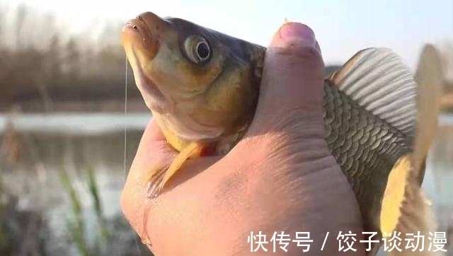 饵料|说出来你可能不信,天气越热这套鲫鱼钓法越管用,别傻傻分不清楚
