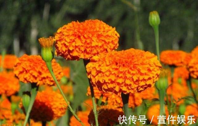 盆栽|它是夏秋最美的花，一朵花有拳头大，一开就100天，漂亮好养