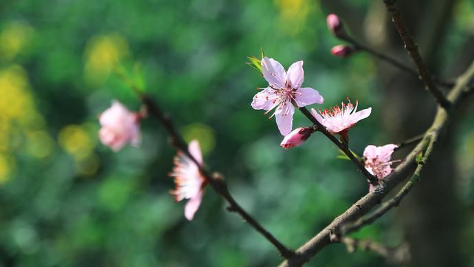  家庭|为什么说“桃之夭夭”是中国古代对新婚的最好祝福