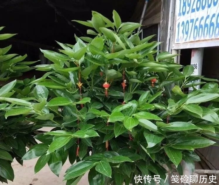 养花|家里养花，这5种一定要养，既“招财”也“旺人”，别忽视