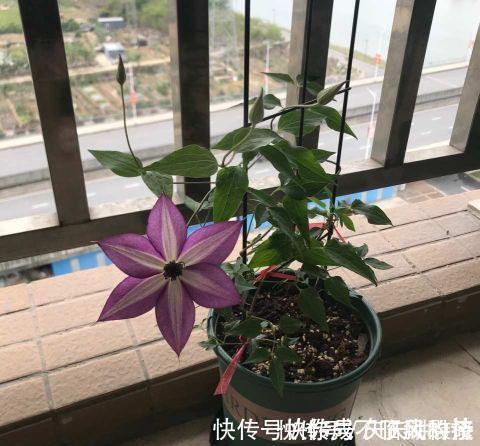 阳台庭院养上三种花，风景美如画，天天置身于花海里