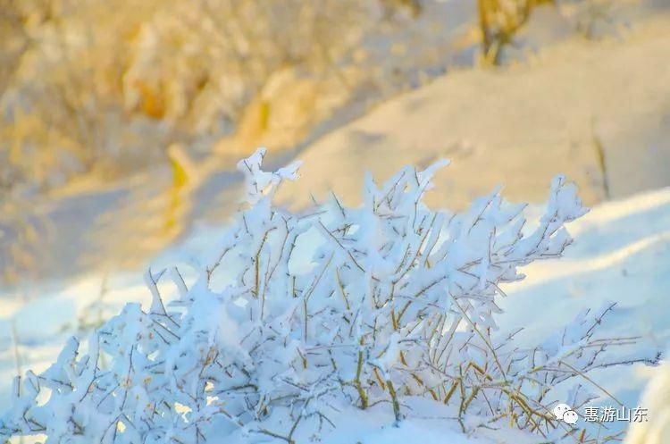 泰山银装素裹后石坞，雪松玉树赛仙境！