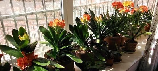 烂根|君子兰,两种“零食”喂下去,叶肥花多,爆满盆