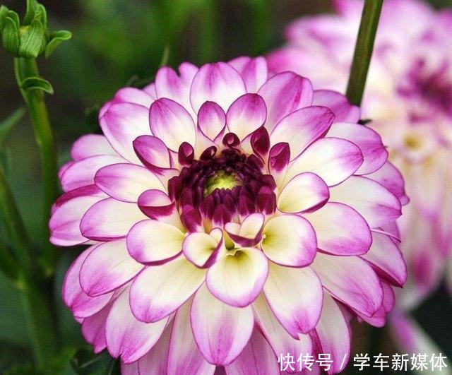 这4种花适合现在种,种下随便养两个月,就开花爆盆!