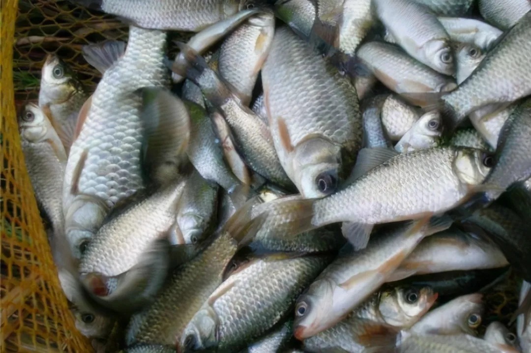 别总嫌气温低,鱼难钓!三十年老司机再次透露3大绝技,让你总能傲视群雄!