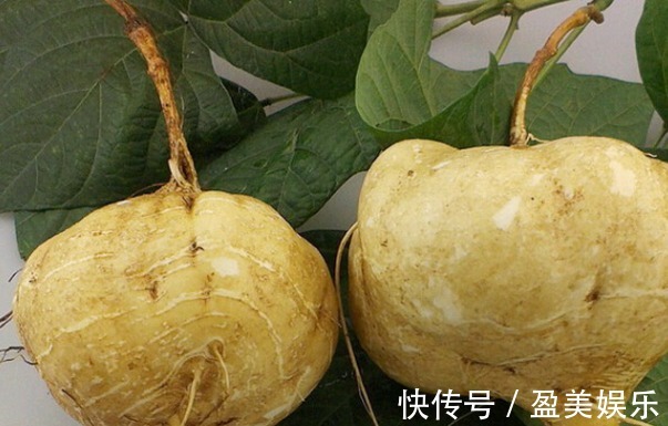 凉薯凉薯|女人想皮肤好,常吃以下食物,养护皮肤,护肤美容,滋养女性子宫