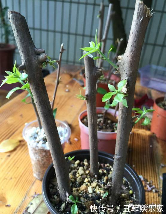 三角梅修剪枝条别扔，学2招插土里，来年花开满枝头！