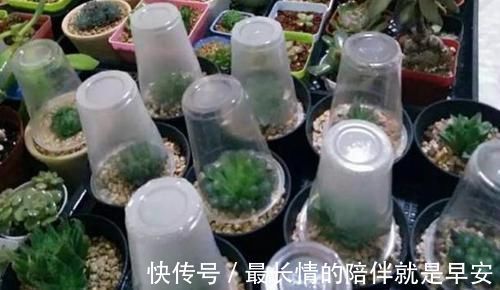 塑料杯子没用?给多肉植物扣一个,叶子马上变圆润又水灵