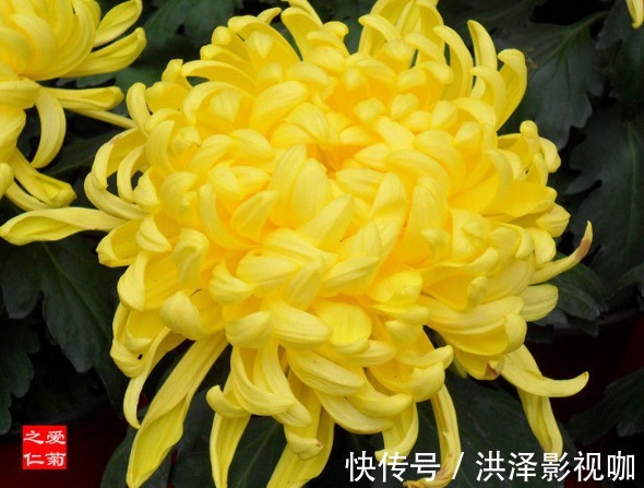 养花|喜欢养花，不如养盆“珍稀名菊”，富丽堂皇，优雅美丽！