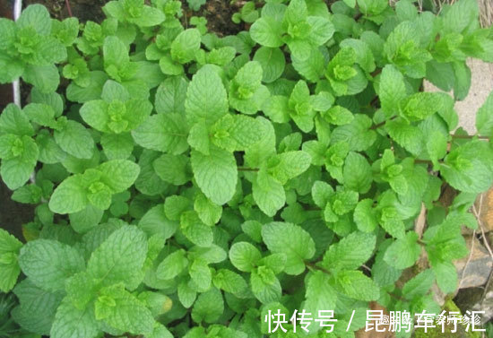 叶子四季常青,看起来小小的,作用非常多,若有幸遇见,请重视