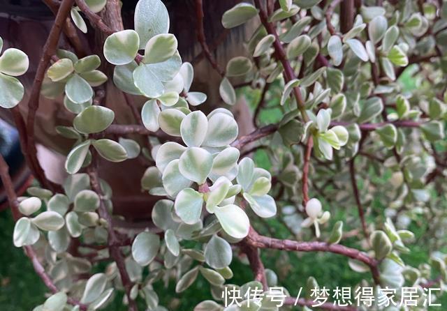 4年不修剪的雅乐之舞长成这样,花友都说挺好看,早修剪会更美