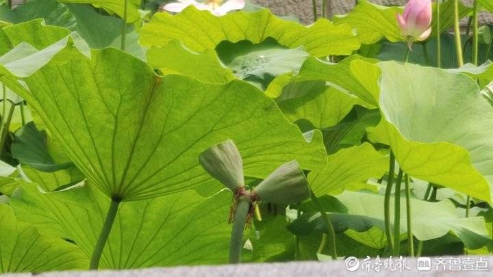 景区|济南大明湖发现第三株并蒂莲？景区：仅从侧面影像无法确认