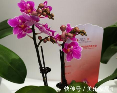 花样年华|10大蝴蝶兰品种，你喜欢哪一个