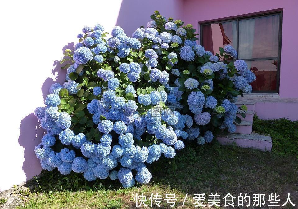 天竺葵|路上看到“三种花”，择点枝带回家，温度低易生根“繁殖”一大群